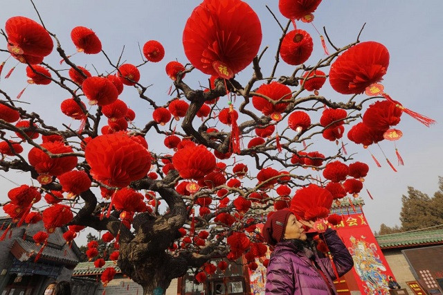 Một phụ nữ đi dạo quanh một cái cây được trang trí đèn lồng đỏ tại Công viên Ditan ở Bắc Kinh, Trung Quốc Một phụ nữ đi dạo quanh một cái cây được trang trí đèn lồng đỏ tại Công viên Ditan ở Bắc Kinh, Trung Quốc