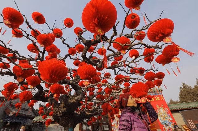 Một phụ nữ đi dạo quanh một cái cây được trang trí đèn lồng đỏ tại Công viên Ditan ở Bắc Kinh, Trung Quốc Một phụ nữ đi dạo quanh một cái cây được trang trí đèn lồng đỏ tại Công viên Ditan ở Bắc Kinh, Trung Quốc
