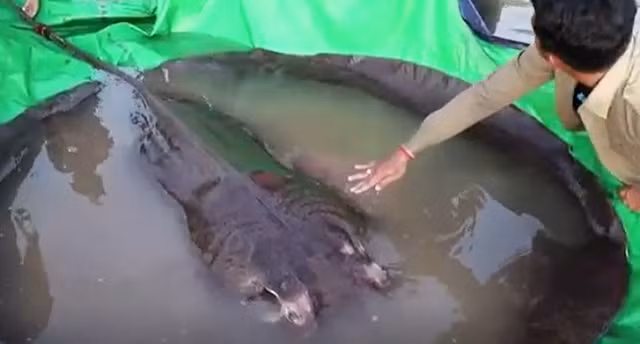 Con cá đuối bắt được ở Campuchia.