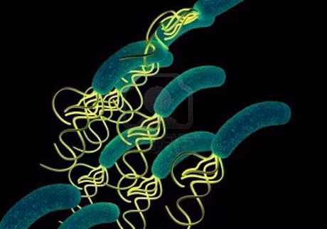 Phong ngua viem da day o tre em - Anh 2