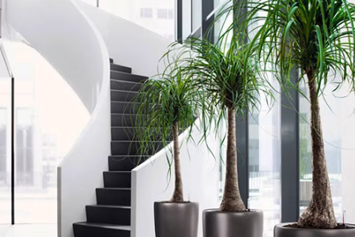 Phát hiện sốc: Cây cảnh có thể gây ô nhiễm không khí trong nhà. Ảnh minh họa 