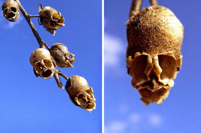 Sự thật về loài hoa hình đầu lâu “khắc tinh” của tà ma