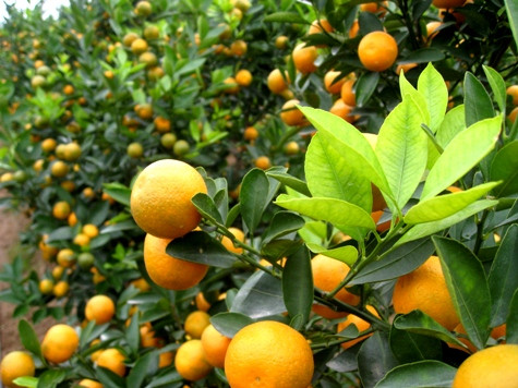 Những cây cảnh vừa có thể ăn lại làm thuốc hiệu quả - Ảnh 2