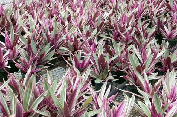 Những cây cảnh vừa có thể ăn lại làm thuốc hiệu quả - Ảnh 3