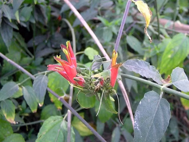 Những cây cảnh vừa có thể ăn lại làm thuốc hiệu quả - Ảnh 6