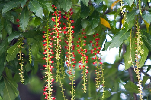 Những cây cảnh vừa có thể ăn lại làm thuốc hiệu quả - Ảnh 5