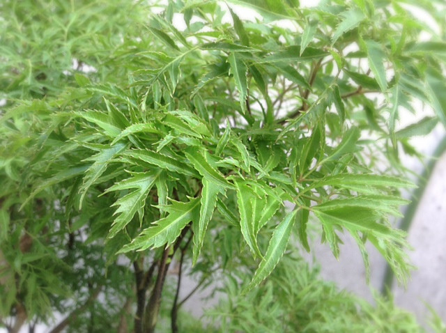 Những cây cảnh vừa có thể ăn lại làm thuốc hiệu quả - Ảnh 4