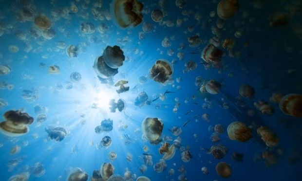 Hồ sứa, Palau, nam Thái Bình Dương: 2 loại sứa với sổ lượng cả triệu con ở hồ này hoàn toàn không gây hại cho con người. Hồ sứa trải qua một quá trình hình thành địa chất phức tạp. Hơn 12.000 năm trước, mực nước biển tăng lên đến đỉnh điểm tạo thành hồ thông qua các lưu vực sông và đường hầm trong núi đá vôi cổ thuộc quần đảo Palau. Hai loại sứa vàng và sứa mặt trăng sinh sôi và phát triển lên tới hàng triệu con, tạo thành điểm du lịch lý thú.