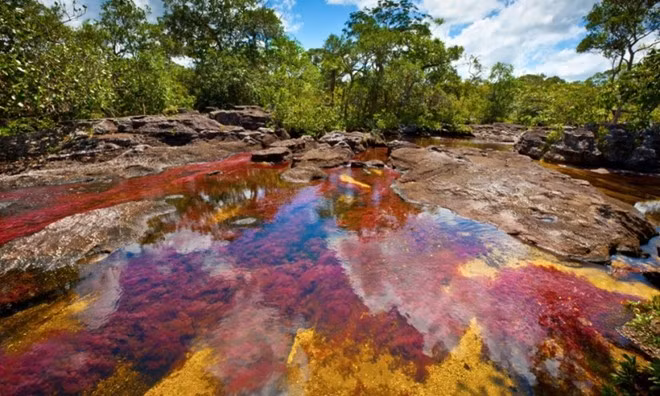 Sông cầu vồng Canõ Cristales, Serranía de la Macarena, Colombia: Dòng sông đặc biệt do có nhiều màu sắc như một chiếc cầu vồng. Vào thời gian từ tháng 9-11 là thời điểm rực rỡ nhất, khi một loại cây mọc dưới lòng sông có tên macarenia màu xanh lá chuyển sang màu đỏ tươi, cam vàng và nâu sậm, nổi bật lên trên nền vàng của cát dưới lòng sông, màu xanh của rêu tạo thành một bản hợp sắc sống động. Sông cầu vồng Canõ Cristales, Serranía de la Macarena, Colombia: Dòng sông đặc biệt do có nhiều màu sắc như một chiếc cầu vồng. Vào thời gian từ tháng 9 - 11 là thời điểm rực rỡ nhất khi một loại cây mọc dưới lòng sông có tên macarenia màu xanh lá chuyển sang màu đỏ tươi, cam vàng và nâu sậm, nổi bật lên trên nền vàng của cát dưới lòng sông, màu xanh của rêu tạo thành một bản hợp sắc sống động.