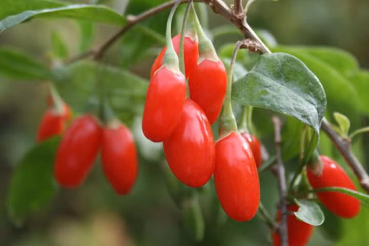 Món ăn, bài thuốc bổ gan