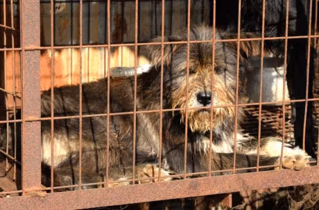 Nhieu nguoi khong biet Han Quoc co nhung trang trai nuoi cho lay thit lon nhu the nay - Anh 4