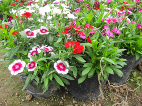 Kỹ thuật trồng hoa cẩm chướng trong chậu cho ban công thêm lãng mạn - Ảnh 3 Ky thuat trong hoa cam chuong trong chau cho ban cong them lang man - Anh 3