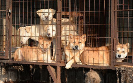 Nhiều người không biết Hàn Quốc có những trang trại nuôi chó lấy thịt lớn như thế này - Ảnh 2 Nhieu nguoi khong biet Han Quoc co nhung trang trai nuoi cho lay thit lon nhu the nay - Anh 2