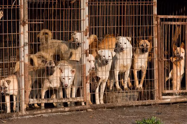 Nhiều người không biết Hàn Quốc có những trang trại nuôi chó lấy thịt lớn như thế này