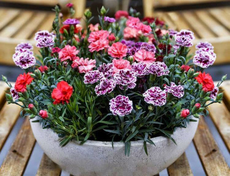 Kỹ thuật trồng hoa cẩm chướng trong chậu cho ban công thêm lãng mạn - Ảnh 1 Ky thuat trong hoa cam chuong trong chau cho ban cong them lang man - Anh 1