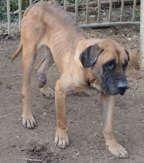 Nhieu nguoi khong biet Han Quoc co nhung trang trai nuoi cho lay thit lon nhu the nay - Anh 3