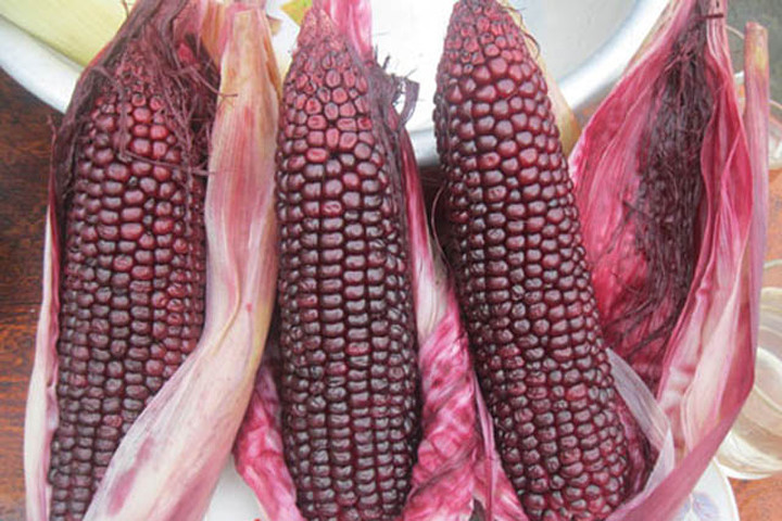 Công dụng chữa bệnh bất ngờ của ngô nếp tím
