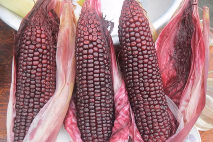 Công dụng chữa bệnh bất ngờ của ngô nếp tím
