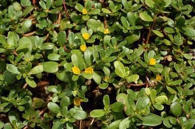 Tuyet chieu tay giun san cho tre nho - Anh 3