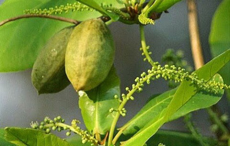 Lá bàng non: Thần dược trị nhiều thứ bệnh - Ảnh 2 La bang non: Than duoc tri nhieu thu benh - Anh 2