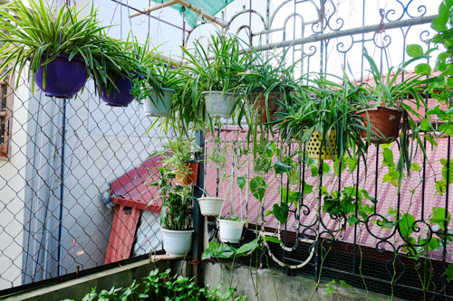 Từ các cây gốc ban đầu, chủ nhà tự tách ngồng, tách nhánh để nhân giống. Những dịp Tết lễ, bà lại cho bạn bè, người thân một vài bình làm cảnh. 5-9137-1440123629.jpg