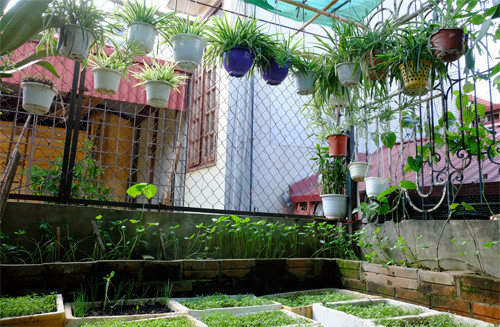 Do nhà không có nhiều người nên bà Nga chỉ trồng một ít rau xanh nhưng vẫn thừa khi vào vụ thu hoạch. Ở mảng sân trồng rau, bà đặt các chậu xốp, xung quanh trồng đậu, phía trên cũng treo các giỏ cây lọc không khí. 3-1-9254-1440123628.jpg