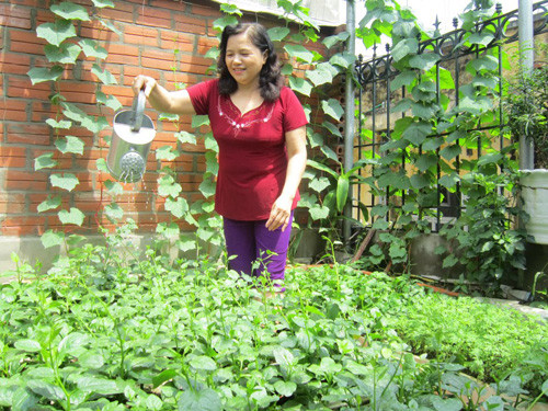 Trước khi trồng loại cây nào, bà Nga đều tìm hiểu kỹ về giống, cách trồng. Khi trồng bí, bà hỏi nông dân trước để chọn loại phù hợp, ví dụ như bí tẻ để ăn ngọn còn bí nếp để lấy quả, dù quả nhỏ nhưng ngon. Mùa hè, bà trồng mồng tơi còn mùa đông trồng cải, rau diếp. 3-2-9272-1440123628.jpg