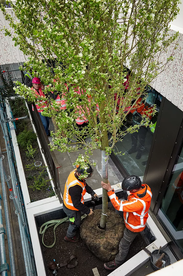 Một bụi nho và một cây lê là những cây đầu tiên được trồng trong chậu ở mặt tiền, trong khu vườn trên mái và khu vườn riêng lẻ ở Wonderwoods. (Ảnh: Milan Hofmans/Stefano Boeri Architetti) Một bụi nho và một cây lê là những cây đầu tiên được trồng trong chậu ở mặt tiền, trong khu vườn trên mái và khu vườn riêng lẻ ở Wonderwoods. (Ảnh: Milan Hofmans/Stefano Boeri Architetti)