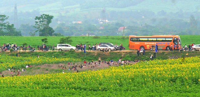 Sắc vàng mê mải của cánh đồng hoa hướng dương lớn nhất Việt Nam ảnh 2 Sắc vàng mê mải của cánh đồng hoa hướng dương lớn nhất Việt Nam
