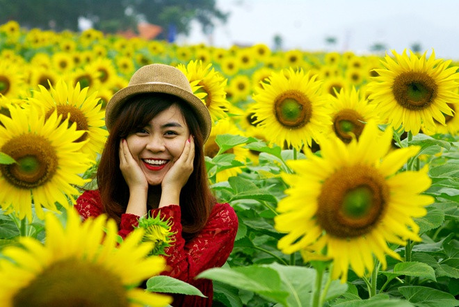 Sắc vàng mê mải của cánh đồng hoa hướng dương lớn nhất Việt Nam ảnh 9 Sắc vàng mê mải của cánh đồng hoa hướng dương lớn nhất Việt Nam