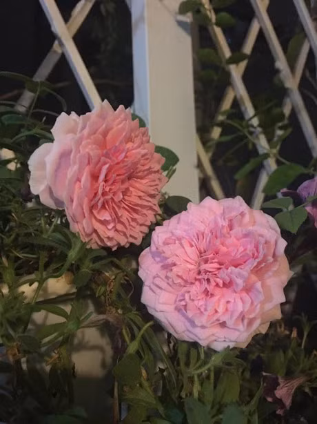 Ba me Ha Noi danh 3 nam bien ban cong thanh 