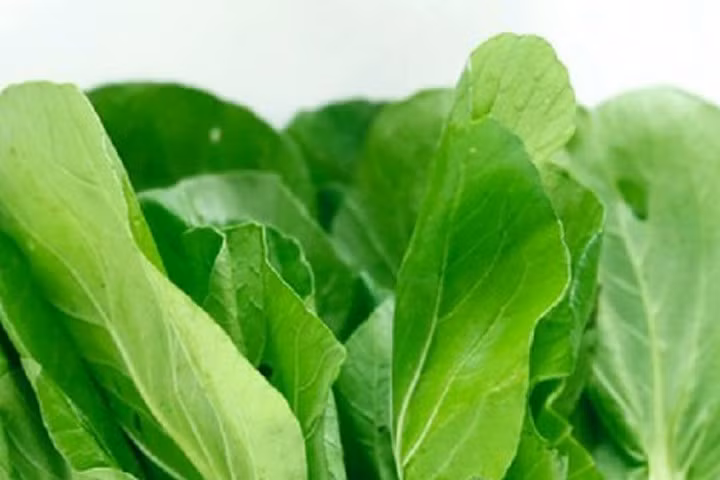 Kỹ thuật trồng cây rau cải chíp xanh năng suất và chất lượng tốt nhất