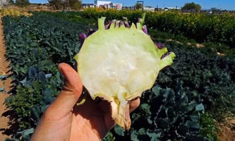 Can canh loai su hao tim gay sot o Viet Nam - Anh 9