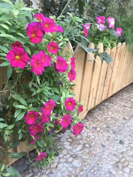 Ba me Ha Noi danh 3 nam bien ban cong thanh 