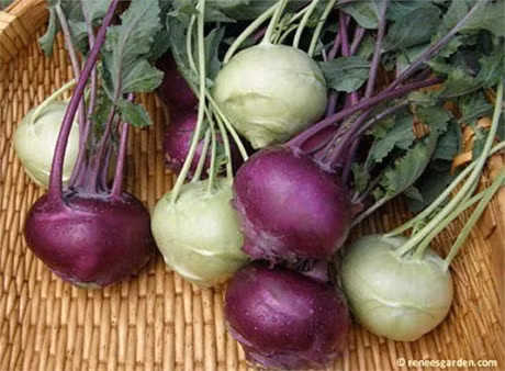 Can canh loai su hao tim gay sot o Viet Nam - Anh 6