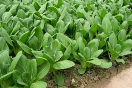 Kỹ thuật trồng cây rau cải chíp xanh năng suất và chất lượng tốt nhất - Ảnh 1 Ky thuat trong cay rau cai chip xanh nang suat va chat luong tot nhat - Anh 1