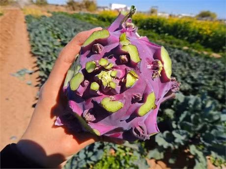 Can canh loai su hao tim gay sot o Viet Nam - Anh 8