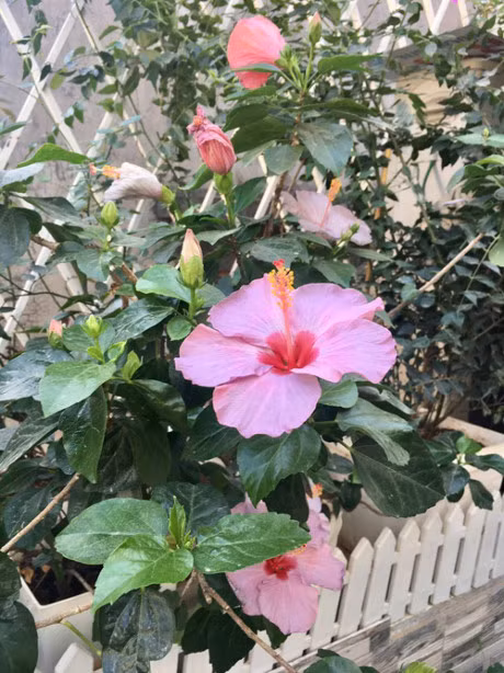 Ba me Ha Noi danh 3 nam bien ban cong thanh 