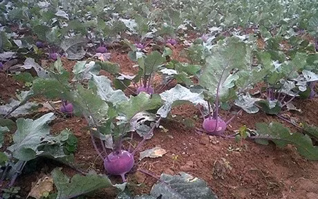 Can canh loai su hao tim gay sot o Viet Nam - Anh 1