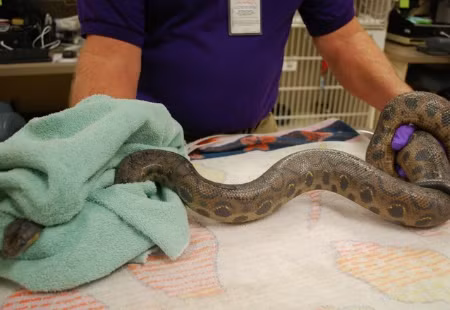 Con trăn được phát hiện trong nhà vệ sinh