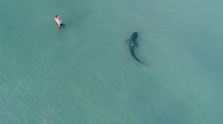 Người đàn ông đang lội nước khi một con cá mập hổ đang bơi qua tại bãi biển Miami