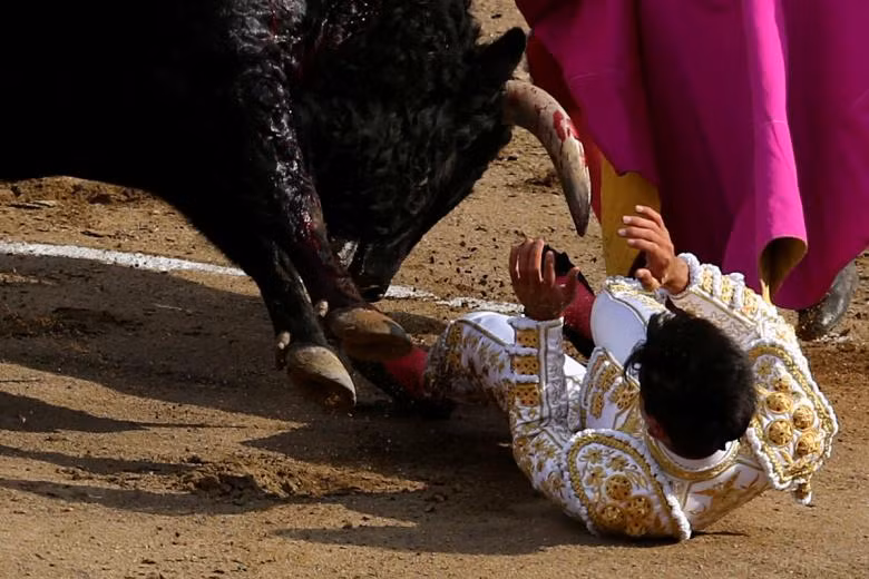 Đấu sĩ bò tót đang bị một con bò tất công tại Lima, Peru