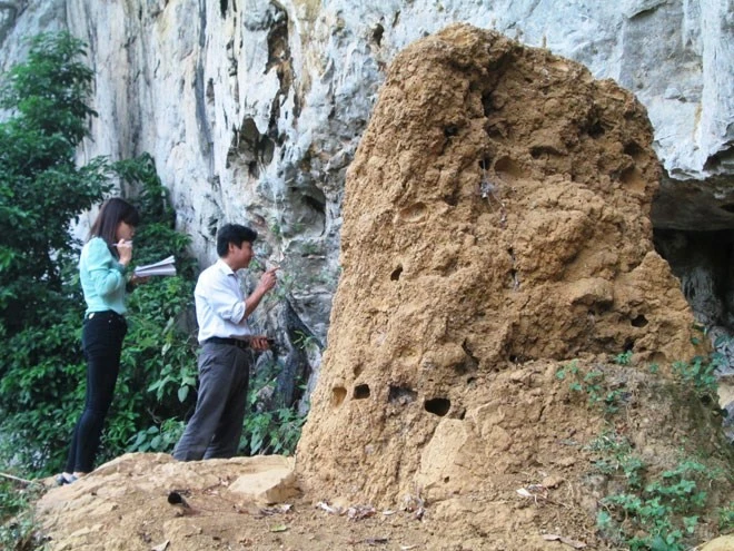 Ông Trương Văn Tý - trưởng thôn làng Khiêng - dẫn phóng viên tới tổ mối hơn trăm tuổi