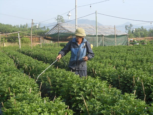 Ông Trung đang phun thuốc trừ rầy lửa trên hoa cúc. 