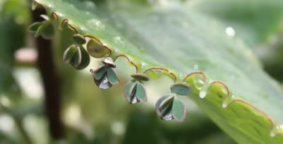 Ky la: Ca the gioi tin yeu cay la bong, goi bang ten dep dieu ky - Anh 1