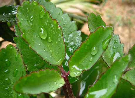 Ky la: Ca the gioi tin yeu cay la bong, goi bang ten dep dieu ky - Anh 5