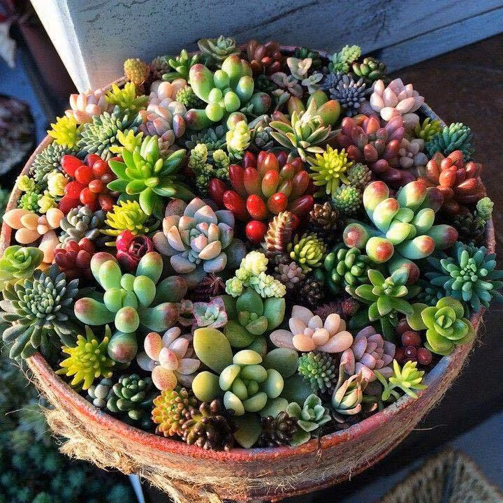 Sen đá rất dễ trồng và chăm sóc