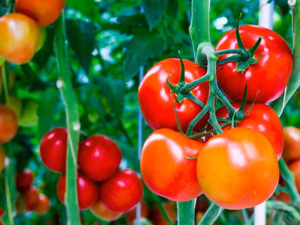 Bí quyết trồng cà chua ngon, mọng nước tại nhà