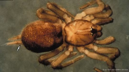 5 bí mật thú vị về cây thông Noel