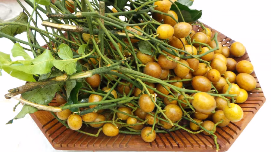 quất hồng bì